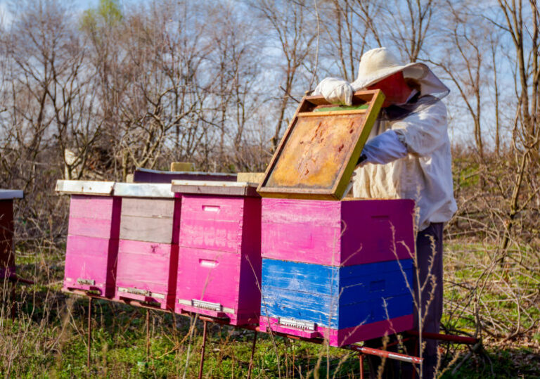 Assistez à l'inspection de notre ruche et apprenez-en davantage