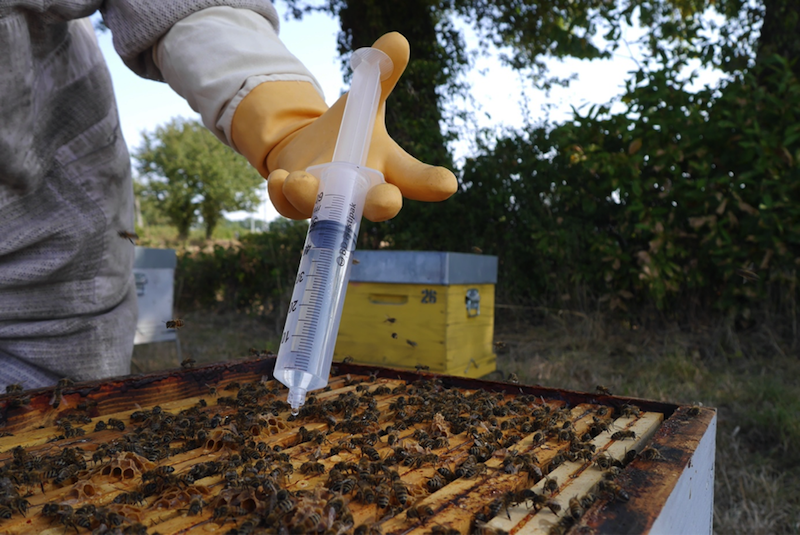 L'acide oxalique: un traitement bio contre le varroa