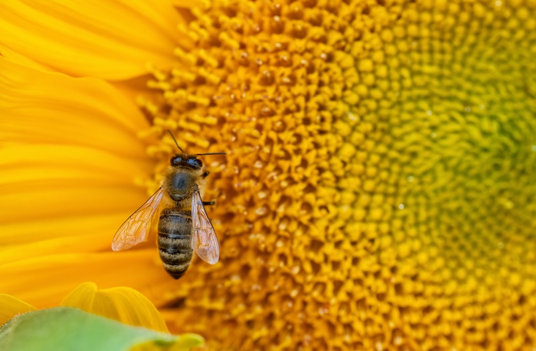 Innovative Use of Pinacidil Boosts Virus Defense in Bees