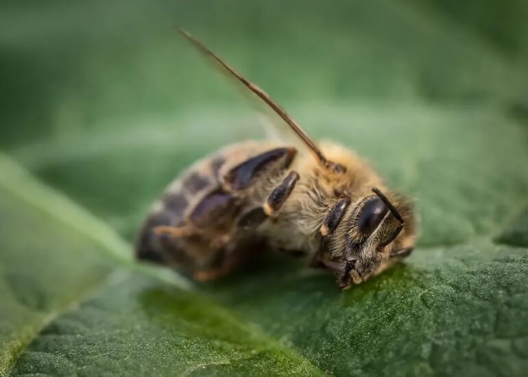 A Sustainable Approach to Controlling Honey Bee Diseases and