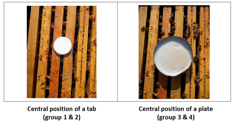 Same concentration, different outcome: understanding variability in varroa mite treatments