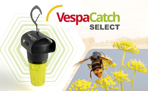 VespaCatch Select : Nueva trampa selectiva para la avispa asiática