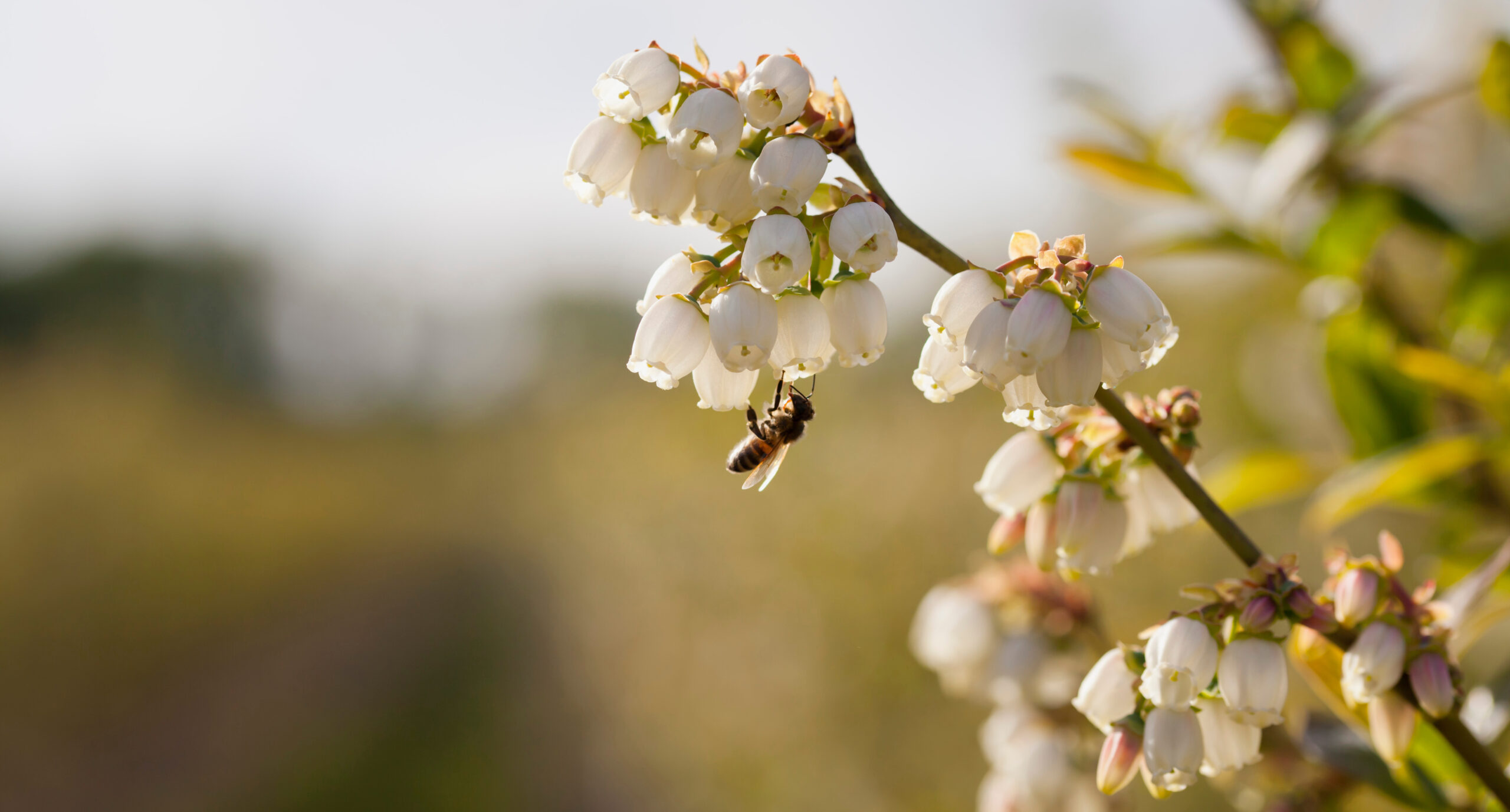 Cas clinique : L’importance de la qualité dans la nutrition des abeilles