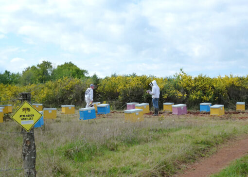 Our Experimental Apiary: A Decade of Challenges, Triumphs, and Relentless Progress 