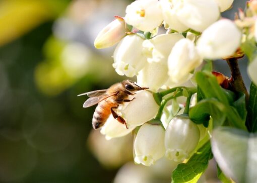 Cas clinique : L'importance de la qualité dans la nutrition des abeilles