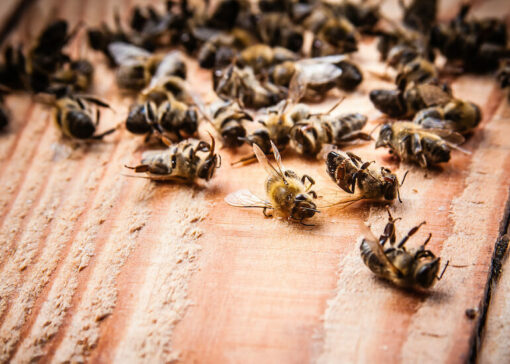 Caso clínico Impacto de los ácaros Varroa en el rendimiento de las colonias de abejas