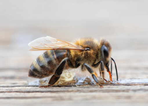 Honey bees: The Domino Effect of Poor Nutrition