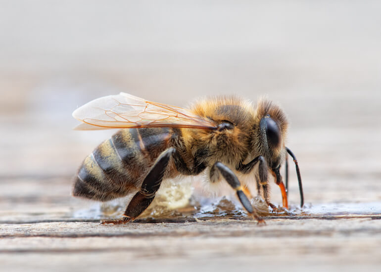 honey-bees-the-domino-effect-of-poor-nutrition-veto-pharma-blog