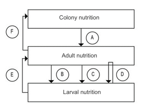 Figure 1. Schematic representation of the three levels of bee nutrition, dependencies, and possible effects of protein malnutrition.