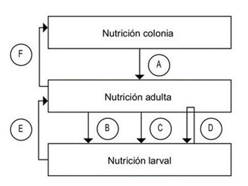 Figura 1. Representación esquemática de los tres niveles de nutrición de la abeja, dependencias y posibles efectos de la malnutrición proteica.