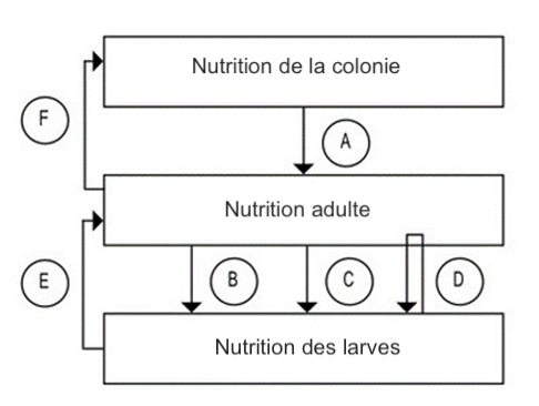 Figure 1. Représentation schématique des trois niveaux de nutrition de l'abeille, dépendances et effets possibles de la malnutrition protéique.