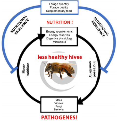 Figure 2. Relationship between nutrition and pathogens. Modified from Dolezal et al., 2018.