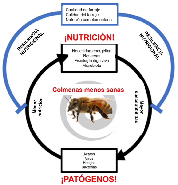 Figura 2. Relación entre nutrición y patógenos. Modificado de Dolezal y col., 2018.