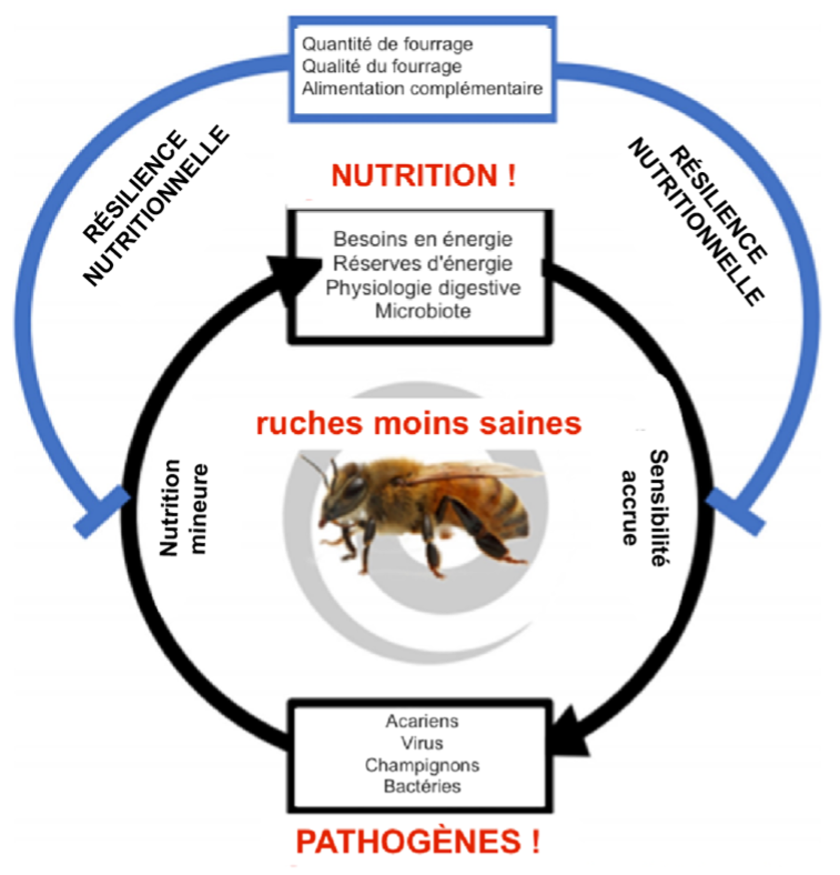 Figure 2. Relation entre nutrition et pathogènes. Modifié de Dolezal et al., 2018.