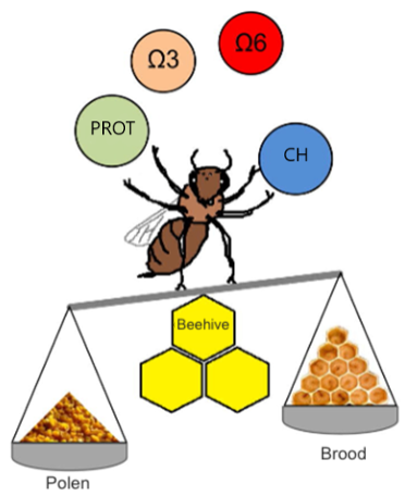 Figure 4. Nutritional contributions of pollen for hive development. CH: Carbohydrates. Modified from Avni et al., 2014.