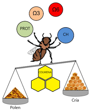 Figura 4. Aportes nutricionales del polen para el desarrollo de la colmena. CH: Carbohidratos. Modificado de Avni y col., 2014.