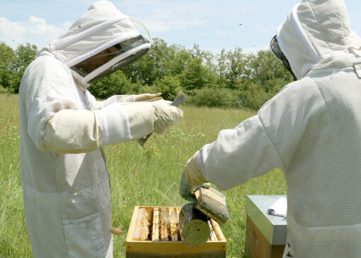 A test apiary dedicated to developing solutions for sustainable beekeeping
