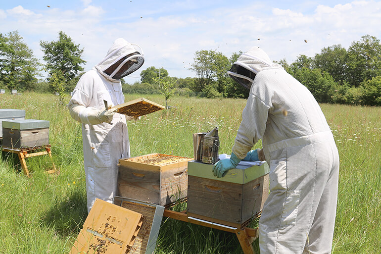 Un rucher d’essais dédié au développement de solutions pour une apiculture durable