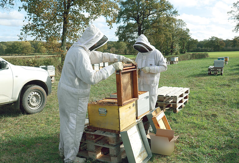 Un rucher d’essais dédié au développement de solutions pour une apiculture durable