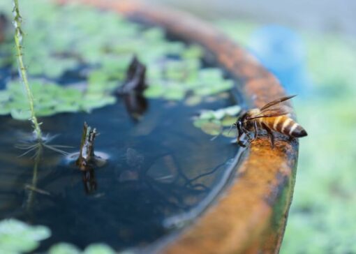 ¡El agua es vida, también para las abejas!