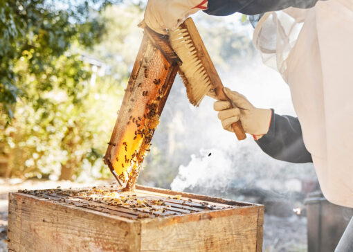 Comment gérer les colonies d’abeilles après la récolte de miel ?