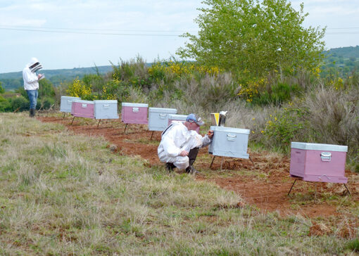 Un engagement et une aventure humaine au cœur de nos valeurs pour la santé des abeilles