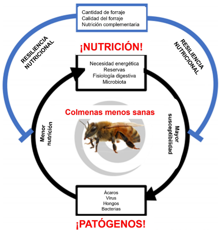 MegaBee - Figura 1