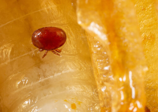 Potential interactions between oxalic acid and amitraz in controlling varroa mites