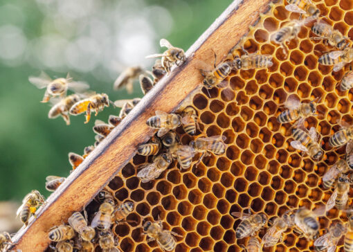 Does a stronger bee colony lead to higher varroa mite infestation?