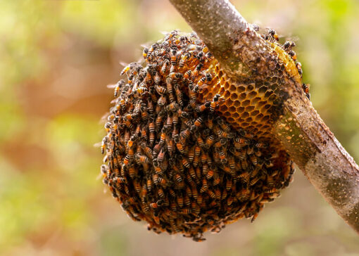 Découverte de l’abeille naine rouge (Apis florea) à Malte : une nouvelle menace pour les abeilles