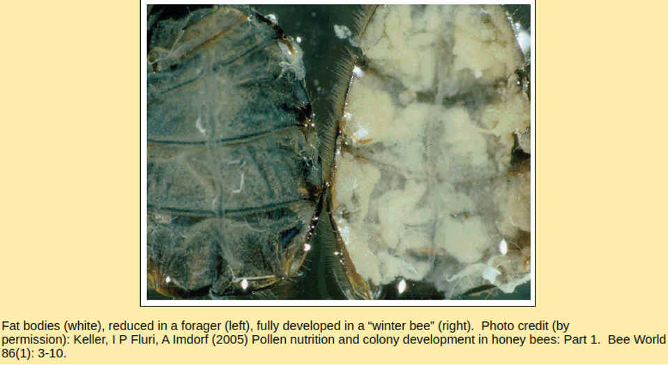 Winter hive management: ensuring healthy bees through the cold season