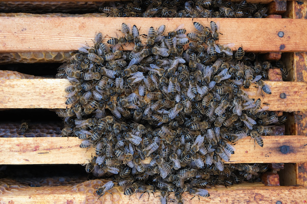 Winter hive management: ensuring healthy bees through the cold season