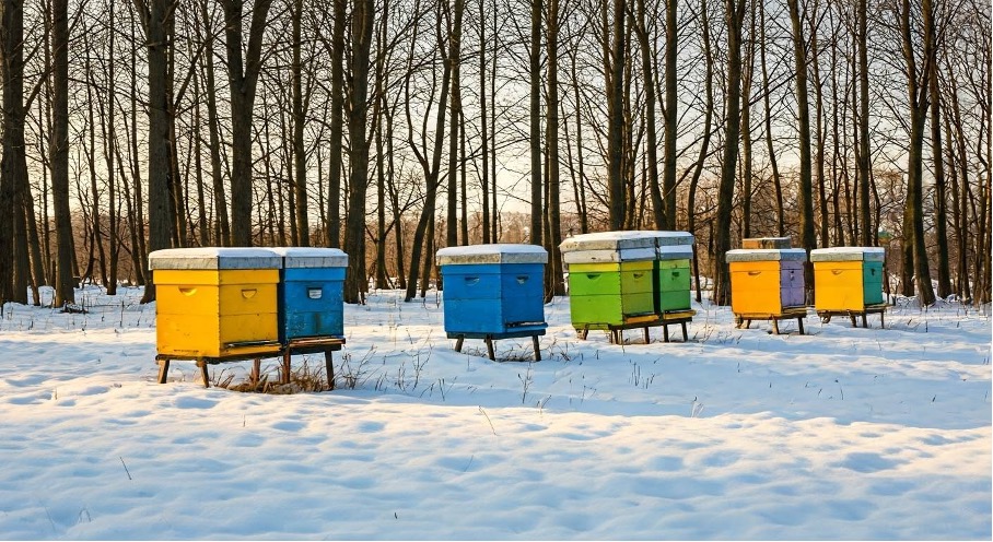 Winter hive management: ensuring healthy bees through the cold season