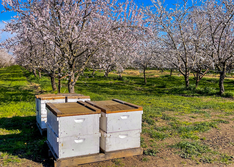 À la découverte de la pollinisation des amandes aux Etats-Unis