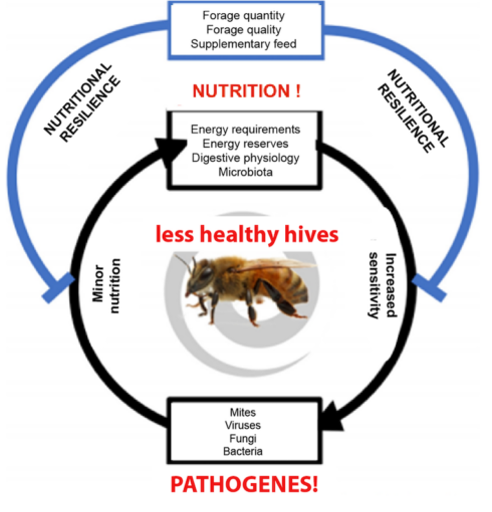 MegaBee: a new product to boost the health of your bees