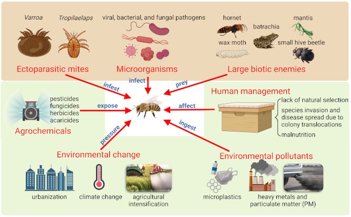 Cas clinique : Infestation varroa malgré un suivi rigoureux.