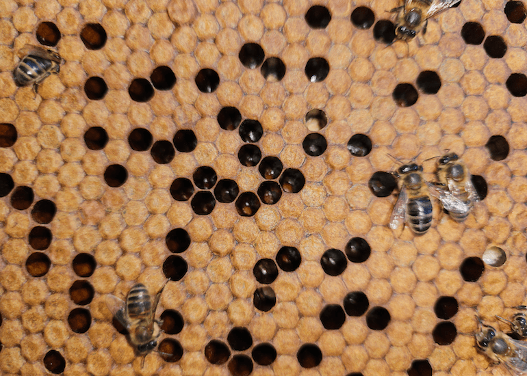 Cas clinique : Infestation varroa persistante malgré un suivi rigoureux.