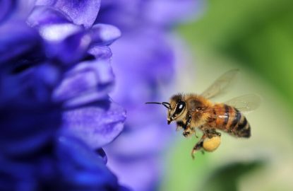 Véto-pharma lance un programme pédagogique et ludique "1jour 1abeille