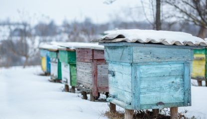 Winter hive management: ensuring healthy bees through the cold season