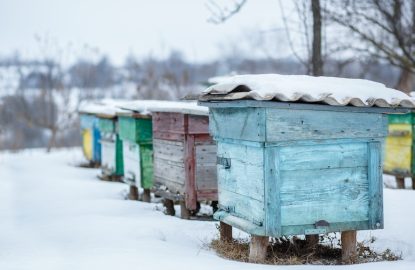 Gestion des ruches en hiver : assurer la santé des abeilles pendant la saison froide