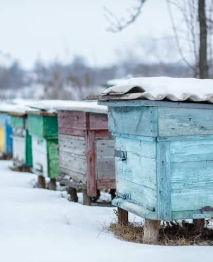 Gestión invernal de la colmena: abejas sanas durante la estación fría