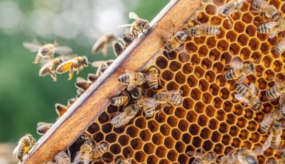 Colonie d'abeilles populeuse