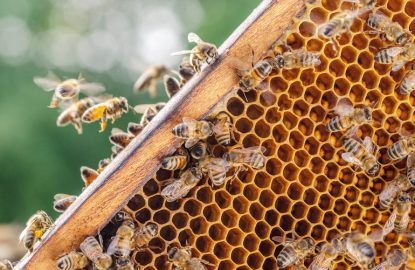 Colonie d'abeilles populeuse