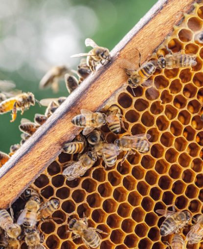 Colonie d'abeilles populeuse