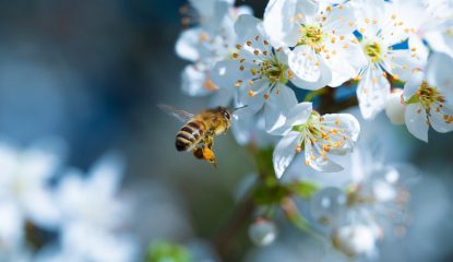 Spring protein feeding : Boost your colonies for the season!