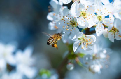 L’alimentation protéinée au printemps : Stimulez vos colonies pour la saison !