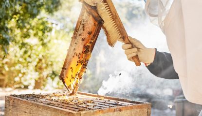 ¿Cómo se gestionan las colonias de abejas tras la cosecha de miel?