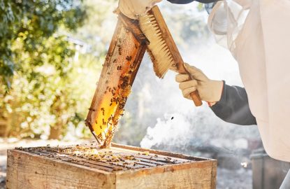 How to manage your bee colonies post-honey harvest