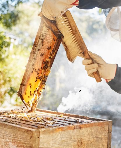 How to manage your bee colonies post-honey harvest