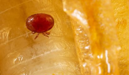 Interactions potentielles entre l'acide oxalique et l'amitraz dans le contrôle de Varroa